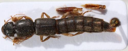 Pinophilus senegalensis